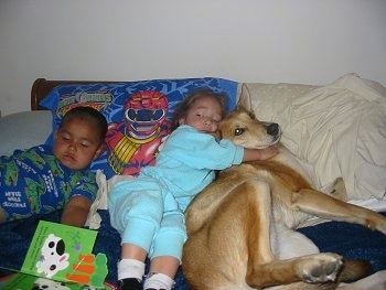 Lucy Lu the Carolina Dog is sharing a bed with a little boy and a little girl. The girl is cuddling with Lucy Lu