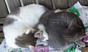 Snowball the Cat, Little Lou the Kitten and Snowflake the Cat sleeping together on the porch bench on top of a Barney the Purple Dinosaur blanket