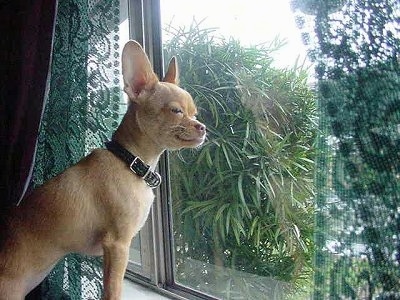 A tan Chihuahua is looking outside out of a window. 
