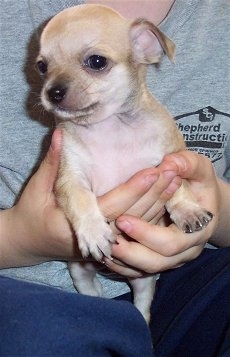 Spike the Chihuahua is being held close to a person who is wearing a gray t-shirt