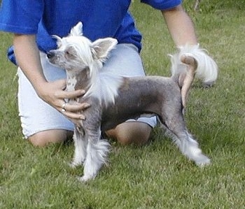 Archie Uni?ovska Brana the Chinese Crested hairless is being posed by a person in a blue shirt outside in a field