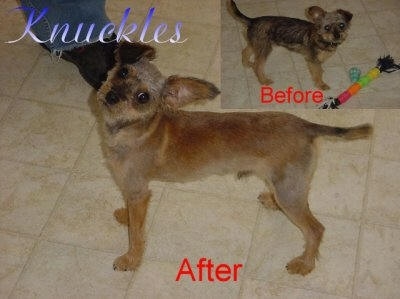 Knuckles the Chi-Poo Puppy is standing on a tiled floor next to a persons foot. There is another picture of Knuckles overlayed before his haircut in the top right corner.