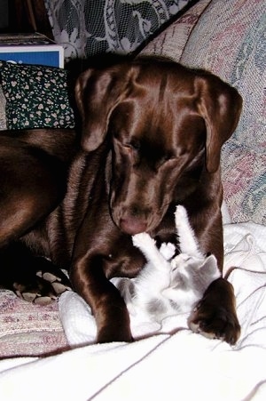 A chocolate Labrador Retriever is laying on a couch looking down over top of a white and gray kitten who is between its paws belly up pushing back against the dog.