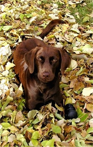 A chocolate Labrador Retriever is laying in leaves and looking up. There is a black rubber Kong toy next to it.