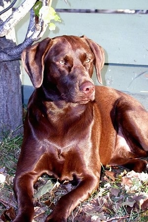 Dogs Chocolate Labs