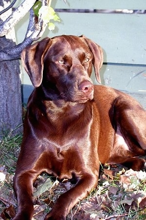 Dog Yellow Lab