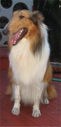 Manny the Collie is sitting on a red wooden deck with plastic child's playground equipment behind him with his mouth open and tongue out looking like he is hot.