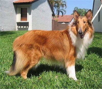 Right Profile - A Rough Collie is standing outside in a lawn with white houses with red clay roofs behind her