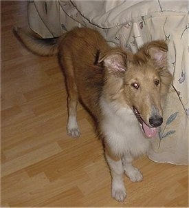 Manny the tan and white Collie puppy is standing on a hardwood floor next to a blanket covering a human's bed