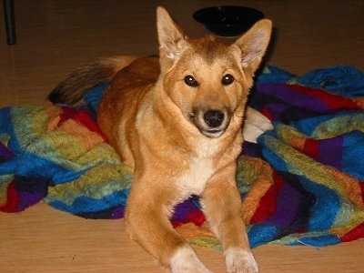 Lindy the Dingo is laying on a rainbow blanket and looking forward