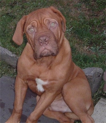 Hooch the Dogue de Bordeaux puppy is sitting outside on a stone pathway with his head tilted to the left.