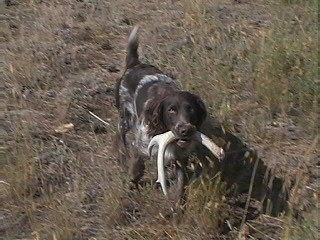 Allie Vom the A Deutscher Wachtelhund is running across a field with an antler in its mouth