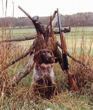 Foxy Vom Eagle River the Deutscher Wachtelhunds is sitting in tall grass in front of large branches which are leaning on one another standing with two pheasants hanging from them. A gun is also leaning against the branch structure