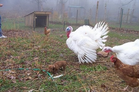 Dexter the Dachshund puppy is standing outside smelling a green garden hose in front of two large turkeys and some chickens.