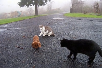 Dexter the Dachshund puppy is sniffing the black top looking for something. Little Lou the white and gray cat is behind Dexter. Midnight Jr. a black cat is standing in front of Dexter