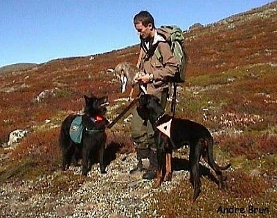 A Belgian Shepherd dog and a Doberman Pinscher dog are looking at a man holding an animal on the side of a mountain. The dogs have a backpack and a triangle over their backs.