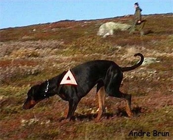 A Doberman Pinscher is walking across the side of a mountain. There is a white triangle on its side. There is also a person walking in the background