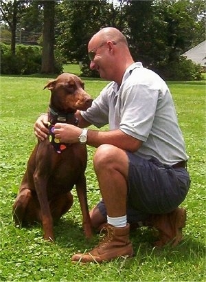 Boomer the brown and tan Doberman Pinscher is sitting in a field next to a bald man wearing sunglasses named Joe, who is smiling at the dog. The dog is wearing a black bandana with polka dots all over it.