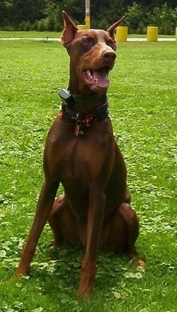 View from the front - A brown and red Doberman Pinscher is sitting in grass and its mouth is open and its tongue is out.