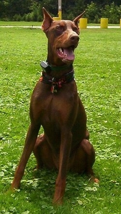 Boomer the Doberman Pinscher is sitting in a lawn outside. Boomers mouth is open and tongue is out and he is wearing a shock collar.