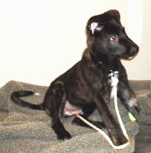 Gitzo the black brindle Dutch Shepherd puppy is sitting in a dog bed with a tennis ball next to it