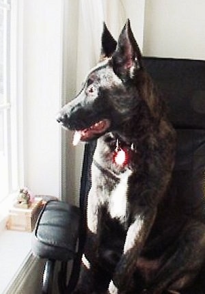 Gitzo the brindle Dutch Shepherd puppy is sitting in a computer desk chair looking to the left out of a window. Its mouth is open and tongue is out.