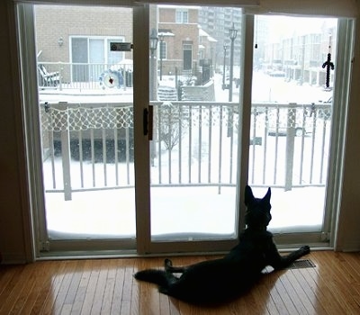 Gitzo the Dutch Shepherd is laying in front of a sliding door looking outside at all the snow. There are townhomes out the window.