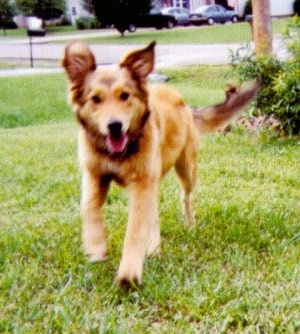 Airforce the tan English Shepherd is running across a yard