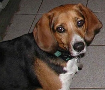 Close up - Rocky the black, tan and white English Foxhound is standing on a tiled floor and looking back