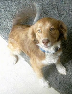 Shadow the tan and white English Shepherd puppy is sitting on a carpet and looking up