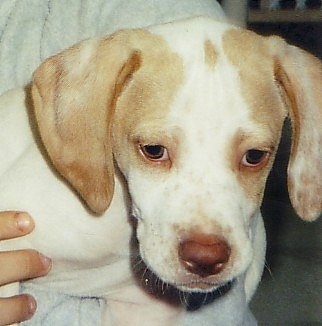 Close up head shot - A white with tan Pointer puppy is being held up in a persons arm. The puppy is looking down.