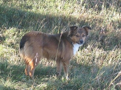 Back side view - A medium coated, brown with black and white English Shepherd dog is standing in grass and it is looking to the right of its body. The dog has a bob-tail.