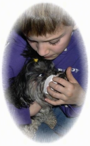 Close up - A boy is touching the side of a dogs face with a cloth.