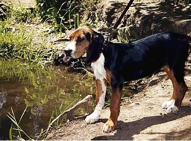 Finnish Hound Information and Pictures, Finnish Hounds