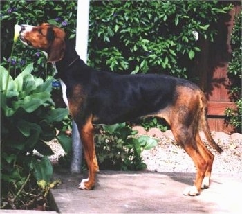 Finnish Hounds  (Suomenajokoiras) (Finsk Stovares)