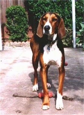 Finnish Hound Information and Pictures, Finnish Hounds