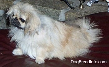 Left Profile - A tan with white and black Pekingese is sitting on a leather ottoman and it is looking to the left.