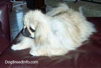 Left Profile - A tan with white and black Pekingese is sitting on a leather ottoman and it is looking to the left. It looks like a stuffed toy.