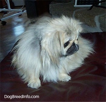 A tan with white and black Pekingese is sitting on a leather ottoman and it is looking down and to the right.