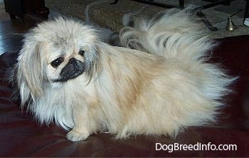 The left side of a tan with white and black Pekingese is sitting across a leather ottoman and it is looking to the right of itself.