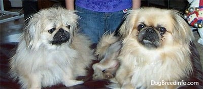 Two tan with white and black Pekingese are laying on a couch and behind it is a person in a purple shirt and blue jeans.
