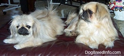 Two tan with white and black Pekingese are laying on a leather ottoman. One is looking forward and the one to the right is looking to the left.
