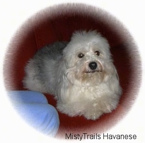 A fluffy white and grey dog is laying on a red couch and it is looking up.