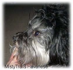 Close up - The left side of a black and white dogs face. There is a person who has its hand on its chin.