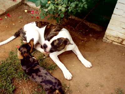 A white with brown American Bulldog is laying in a flower bed playing with a Dachshund