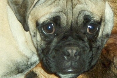 Close up head shot - A wrinkly tan with black Bull-pug.