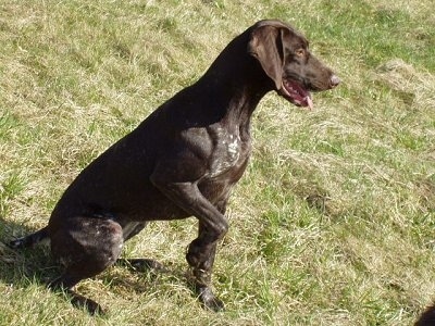 brown pointer dog