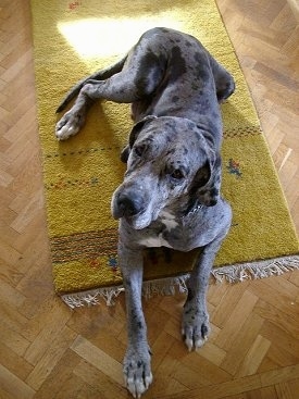 A blue merle Great Dane is laying on a green throw rug on a hardwood floor and looking up.