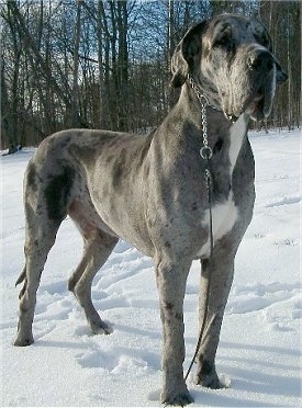 A blue merle Great Dane is wearing a choke chain collar standing in snow and behind it is a line of trees