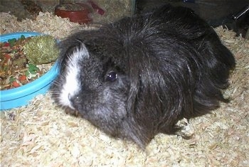 Close up - A black with white long-haired guinea pig is standing on wood chips looking forward. There is a bowl of food next to it.